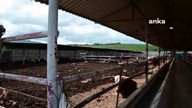 Yozgat'taki Canlı Hayvan Pazarları, Çevre İllerde Görülen Şap Hastalığı Nedenile Kapatıldı