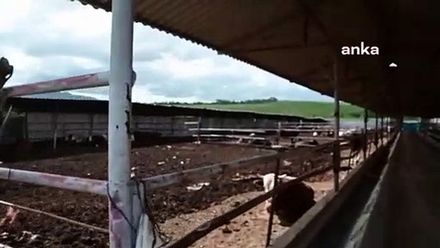 Les marchés de bétail de Yozgat fermés en raison de la fièvre aphteuse dans les provinces environnantes