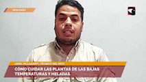 Cómo cuidar las plantas de las bajas temperaturas y heladas