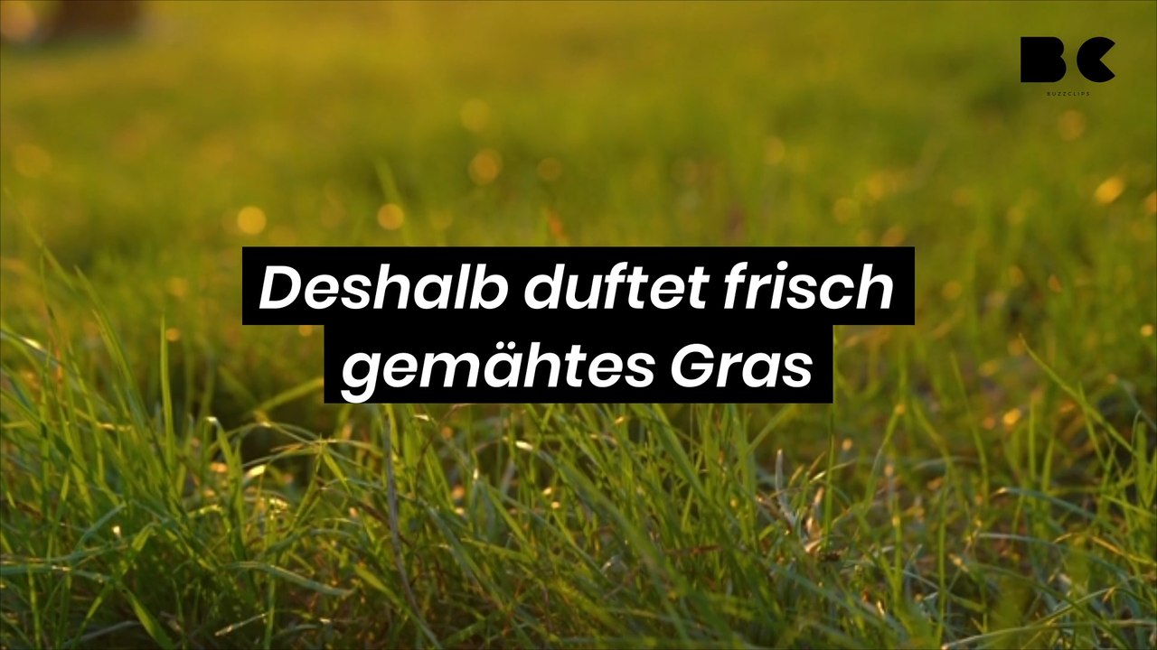 Deshalb duftet frisch gemähtes gras