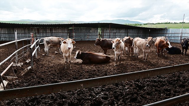 Yozgat'ta canlı hayvan pazarları kapatıldı