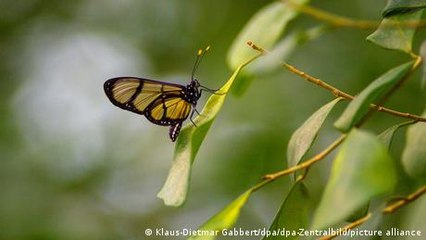 Wie Pflanzen auf Lärm reagieren