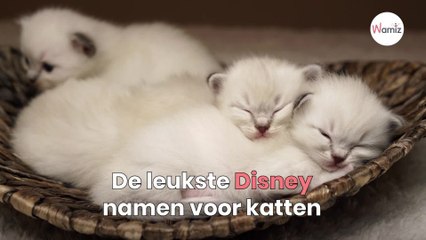 De leukste Disney namen voor katten