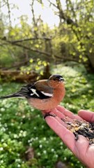 Les oiseaux sauvages mangent de la main du photographe