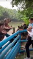 Feeding Time at the Zoo Tourist Gives Hippos a Treat