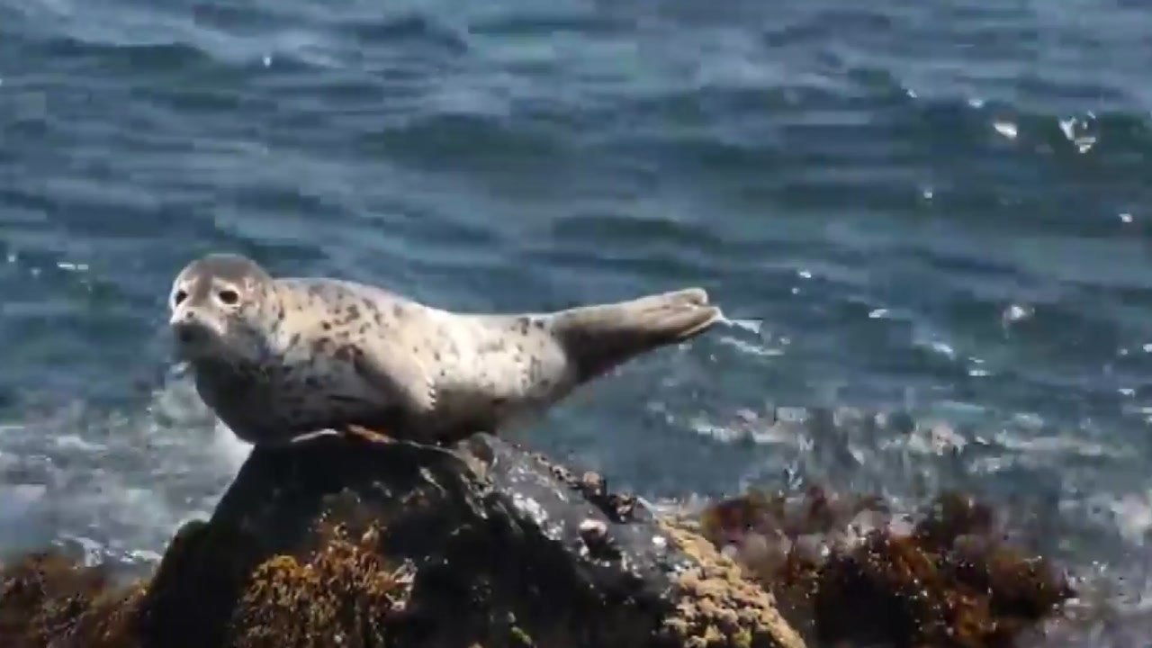 동해시 앞바다 갯바위서 천연기념물 점박이물범 발견 / YTN