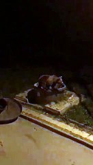 Aç ayı şehre indi