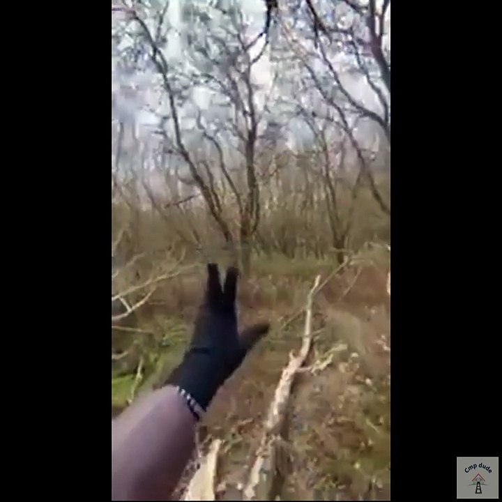 Memes and Animals Compilation 120