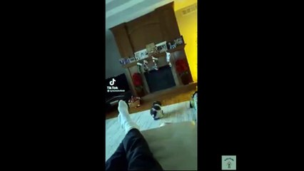 Memes and Animals Compilation 123