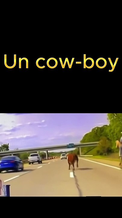 Course-poursuite avec une vache sur autoroute !