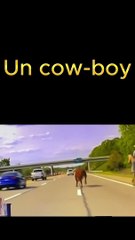 Course-poursuite avec une vache sur autoroute !