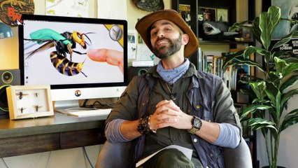 MURDER HORNET MADNESS! - 10 Things You NEED to know!