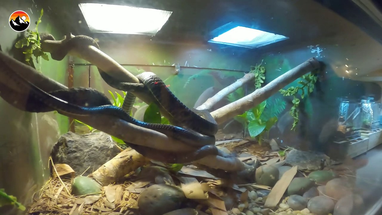 SNAKE CHALLENGE - Which one is Deadliest!