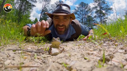 Toadally GRUMPY and POISONOUS Toad!