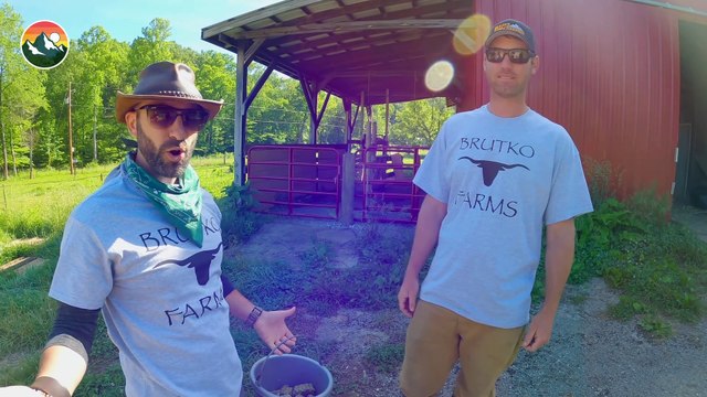 Mini Bulls don't have Mini Horns!