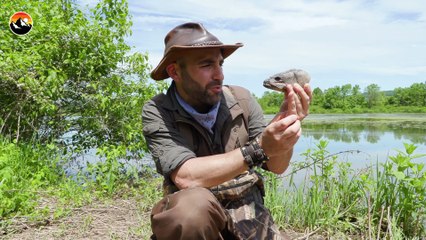 Ancient Fish has NEEDLE LIKE Teeth!