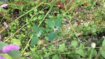 Doğada yabani yetişen sirken otu yemeği nasıl yapılır