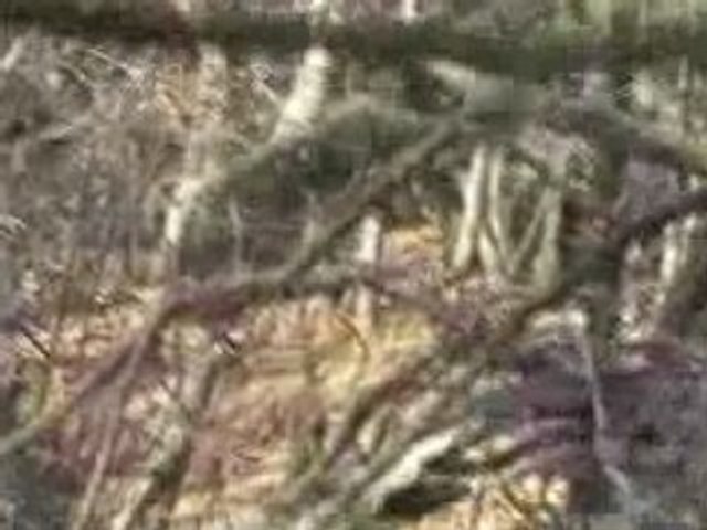 Ref:x4u1mi Un sanglier sous La Bergerie