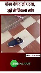 चौका_देने_वाली_घटना__#viral_#viralvideo_#shorts_#reels(480p)