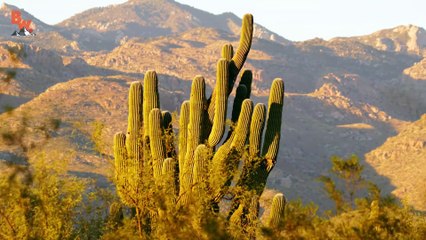 Dangerous Desert Dweller!