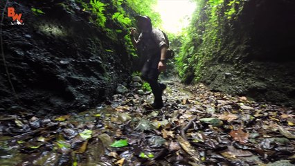 ELUSIVE Waterfall Lizard!