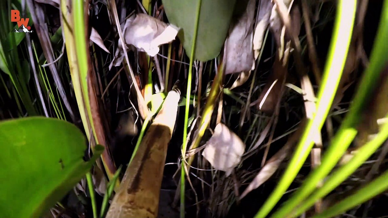 The Vision of a Caiman!