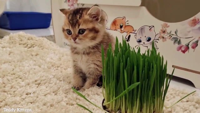 Mom, why are you eating grass_! We are predators!!