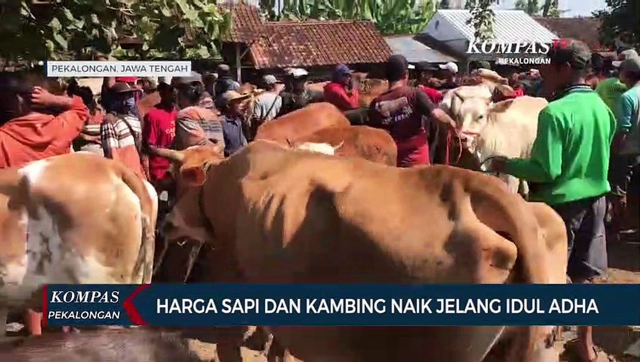 Harga Sapi dan Kambing Naik di Pasar Hewan Kajen Kabupaten Pekalongan Menjelang Idul Adha