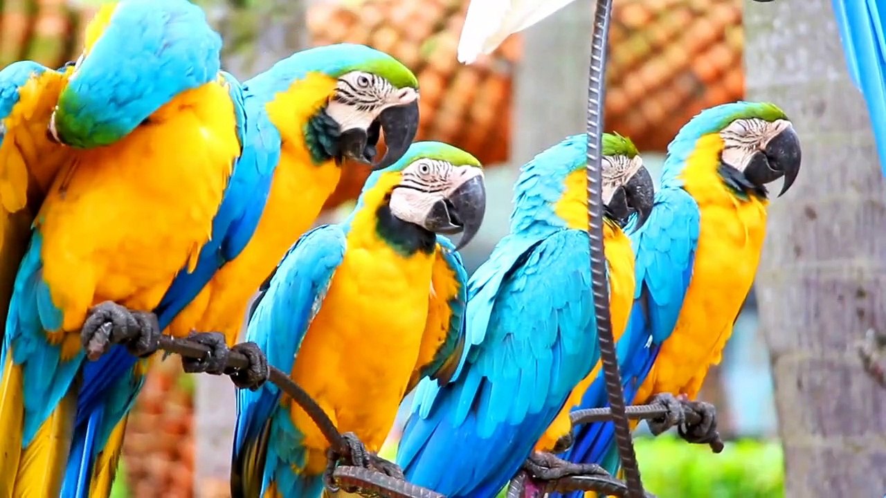 Parrots in ground
