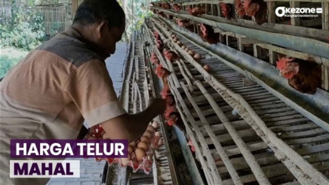 Harga Telur Mahal, Ini Penjelasan Peternak Ayam Petelur