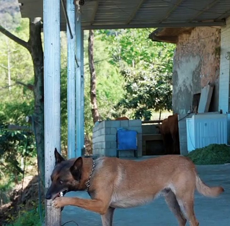 Dog is in action