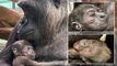 Smithsonian’s National Zoo Celebrates Birth of Critically Endangered Western Lowland Gorilla