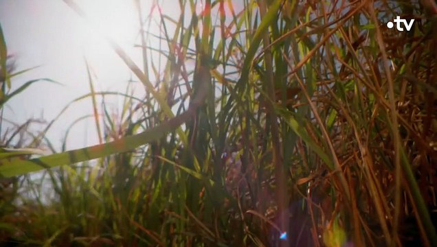 La musaraigne est une véritable fée du logis - ZAPPING SAUVAGE