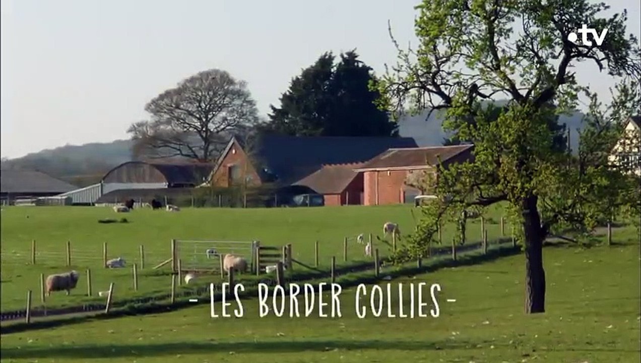 Ces chiots sont promis à un grand avenir - ZAPPING SAUVAGE