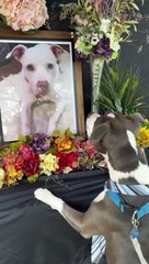 "Ellos también sienten":  Perrito conmueve por su reacción en el funeral de su amigo