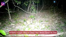 Rare Indian Mouse Deer Or Spotted Chevrotain Seen At Kanger Valley National Park In Chhattisgarh