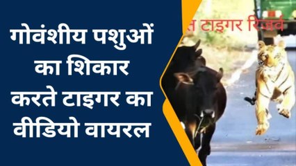 पीलीभीत: बाघ ने उछलकर किया वार, नरभक्षी ने नोच नोच कर खाया मांस