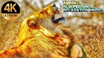 Animals Relaxing Project With Sleep Sounds, Meditation Music, (calming song) Mind relaxation Music, soothing sleep sounds,