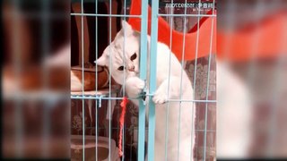 Baby Cats  Cute and Funny Cat Videos Compilation
