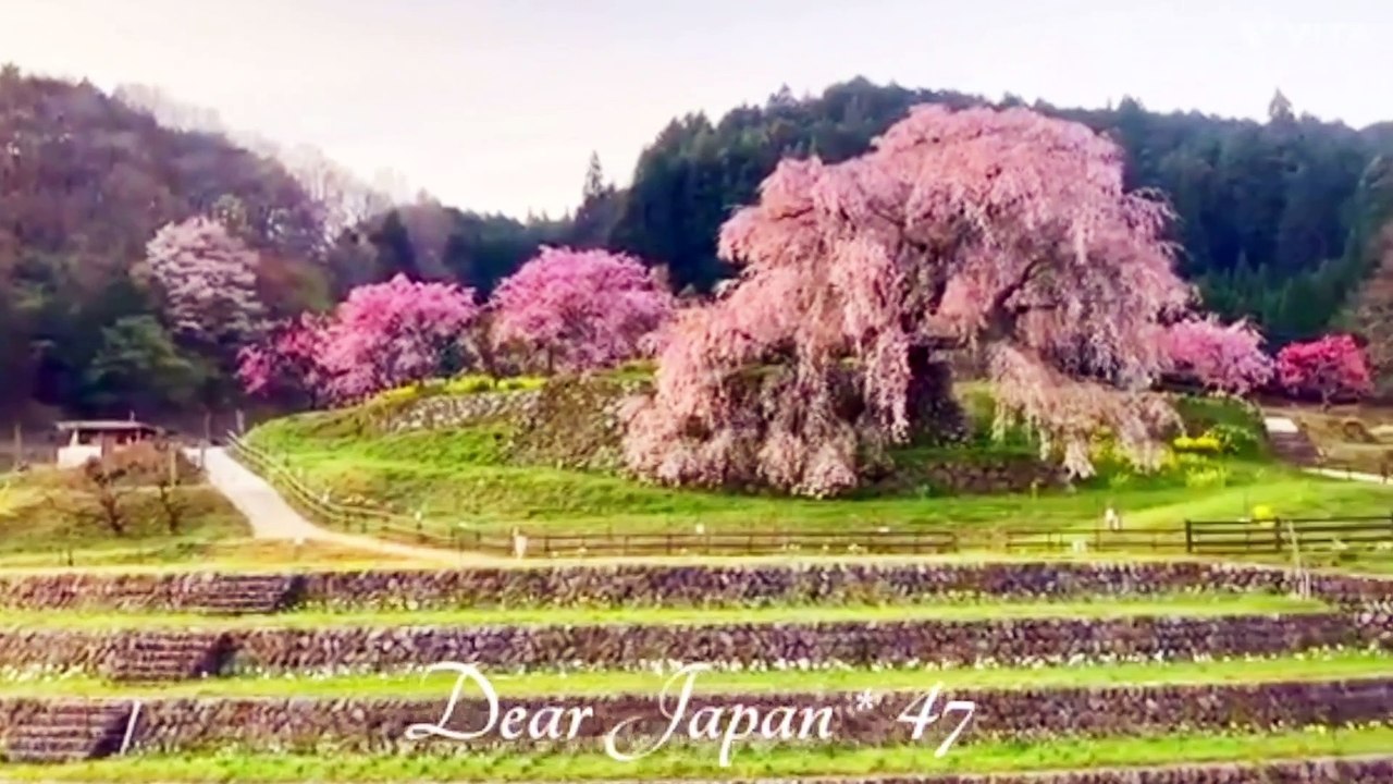 Nara two old cherry tree