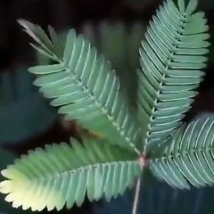 Mimosa, Nature is Amazing #shorts #viral #shortsvideo #video #innovationhub
