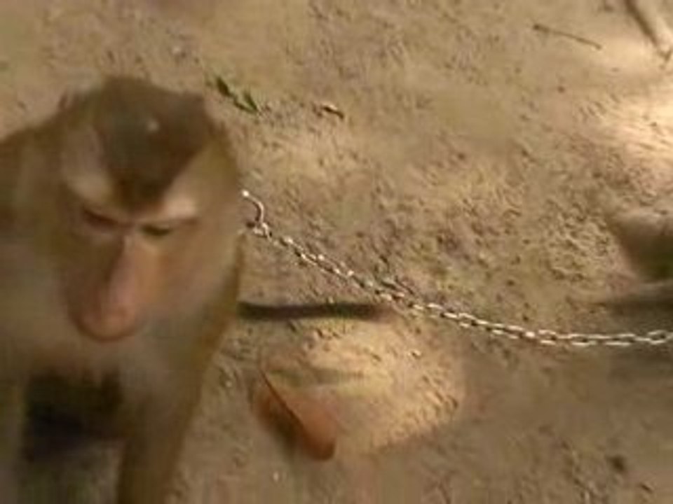 La rage du singe