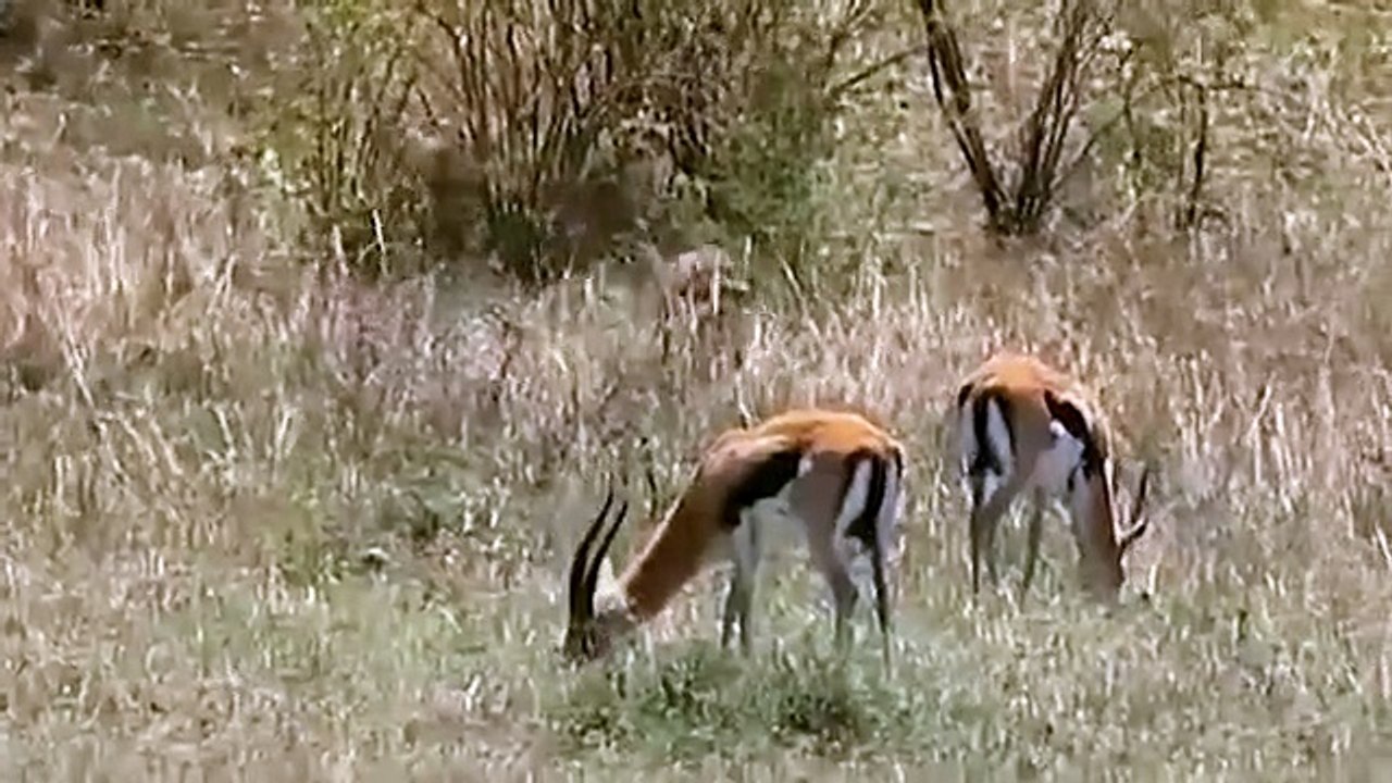 Amazing Cheetah Chase, watch and enjoy.