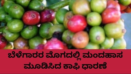 ಕೊಡಗು; ಕಾಫಿ ಧಾರಣೆಯಲ್ಲಿ ಏರಿಕೆ: ಹೀಗಿದೆ ರೇಟ್