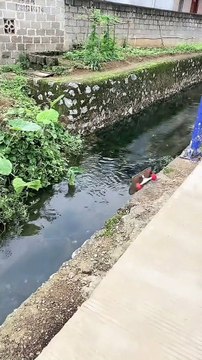 Dog Street Surfing |Dog Funny Moments | Animals Funny Moments |Cute Pets | Funny Animals #animals