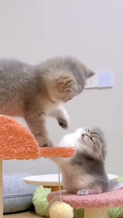 ada2 aja kelakuan si mpuz#kucing