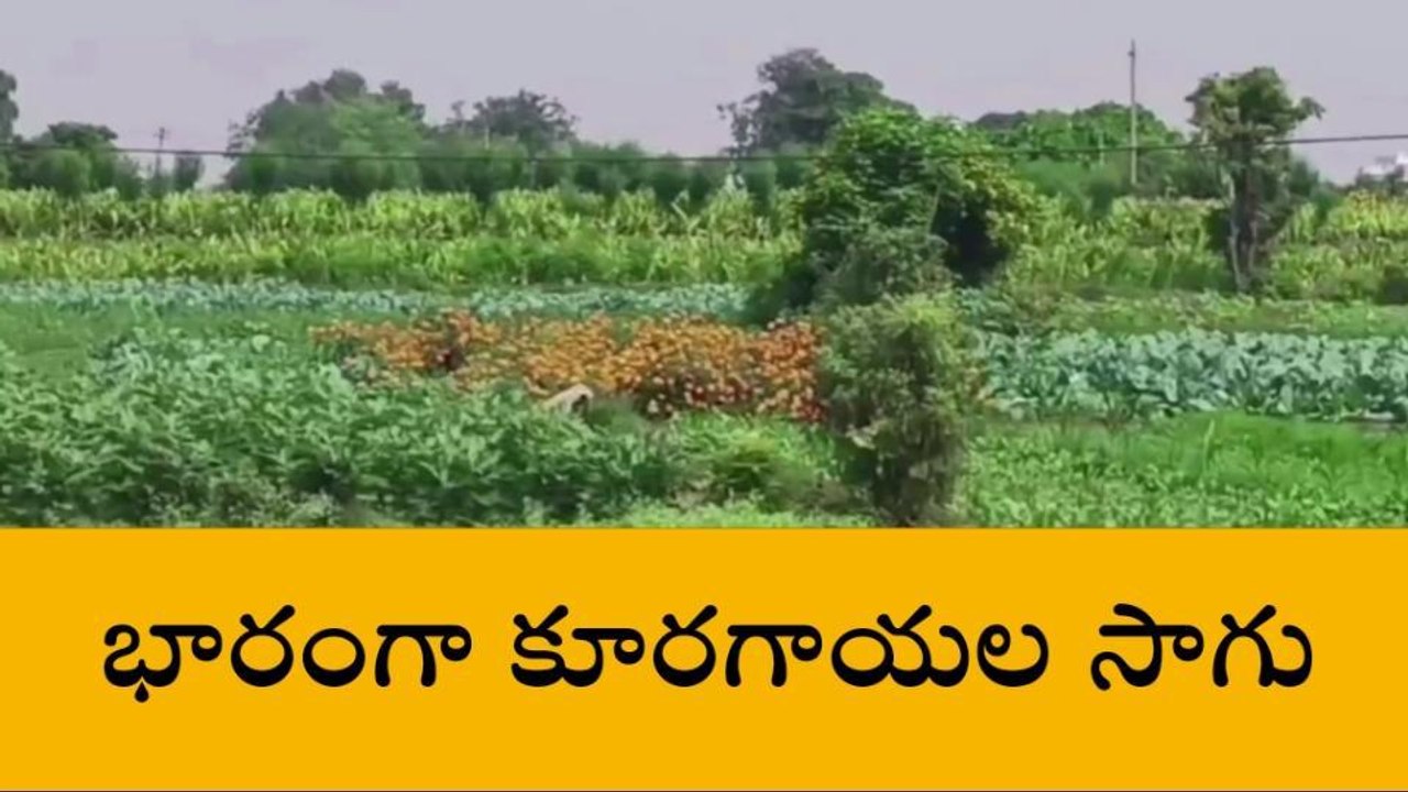 జగిత్యాల: వాతావరణ మార్పులతో దిగుబడి రాక రైతుల ఇబ్బందులు