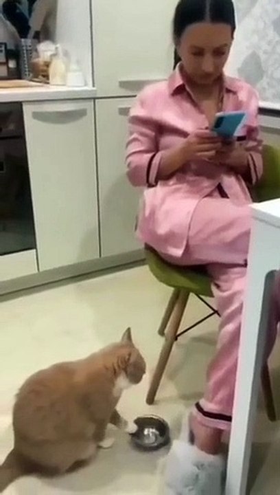 very funny cat and dogs compilation__ #short
