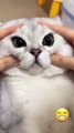 Funny cat videos - cute cats - Try not to laugh - Cat videos Compilation #shorts