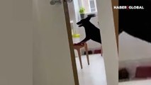 Köpeğini evde yalnız bıraktı, kamera kayıtlarını izleyince şaşkınlık yaşadı